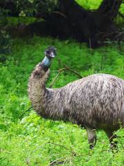 陶爾希爾野生動物自然保護區