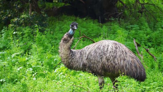 Tower Hill Wildlife Reserve (Parks Victoria)