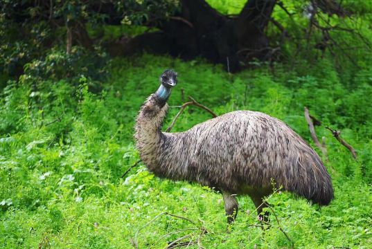 Tower Hill Wildlife Reserve (Parks Victoria)