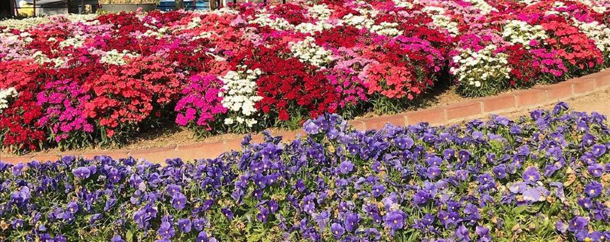 Tokiwa Park