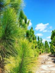 坎格瑞沼澤國家公園