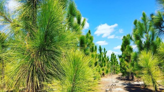 Congaree National Park