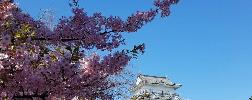 小田原城址公園