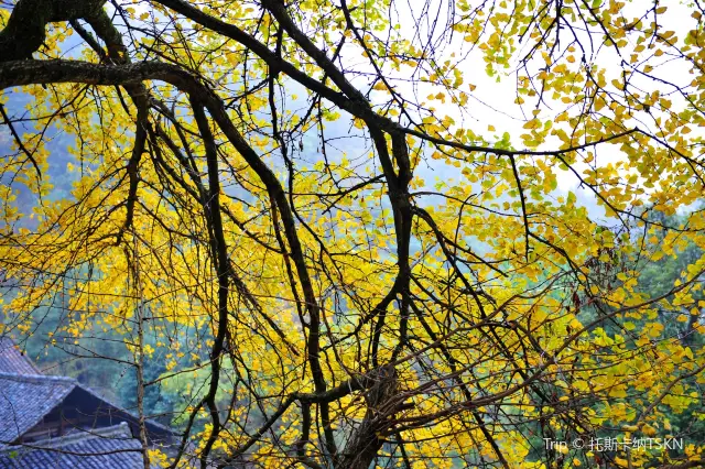 Ginkgo Trees in Yongzhou