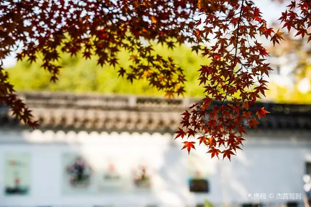 上海賞楓