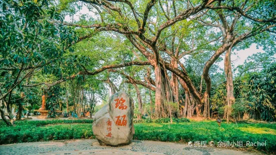 Ruili One Tree Forest