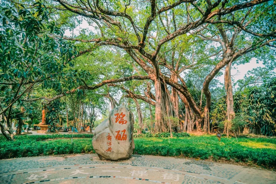 芒令獨樹成林