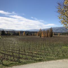 The Winery Restaurant at Mt Difficulty User Photo