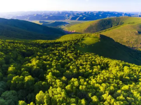 Fengning Bashang Grassland