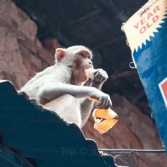 Blue Lassi Shop User Photo