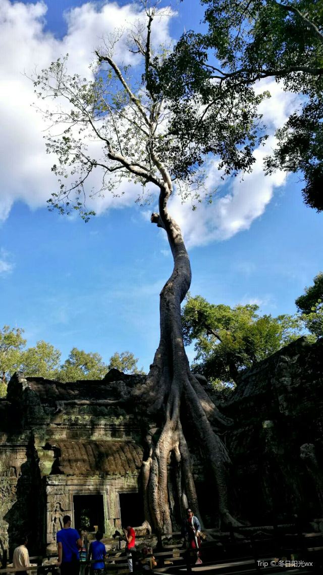 Ta Prohm寺廟