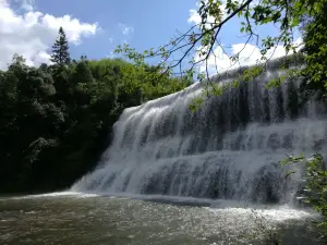 黃荊原始森林