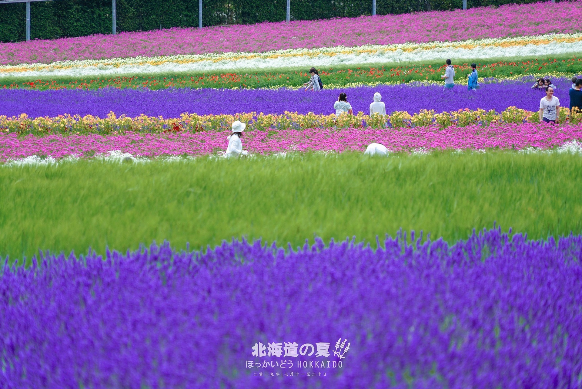 北海道旅行 最全富良野薰衣草攻略 避開人潮 日の出公園 Trip Com 上富良野町trip Moments 貼文