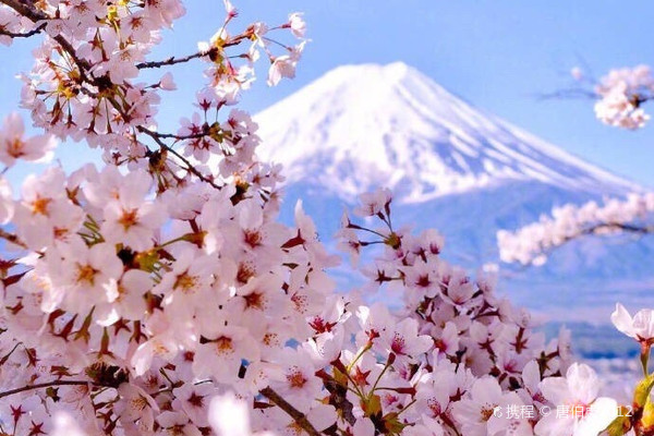 富士山の桜並木。ここの桜の花は小さく淡く綻び、薄いピンク色の