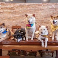 Inu Cafe User Photo