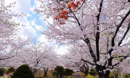 Onuma National Park