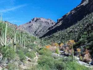 Sabino Canyon