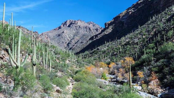 Sabino Canyon