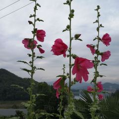 小镇渔家 User Photo