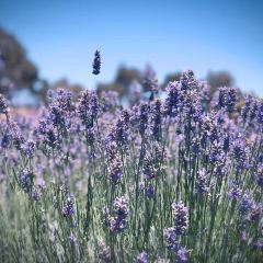 Emu Bay Lavender張用戶圖片