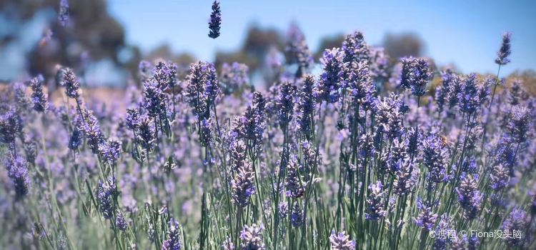 Emu Bay Lavender