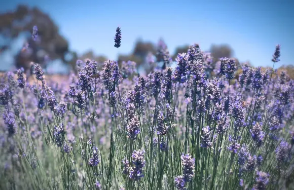 Emu Bay Lavender