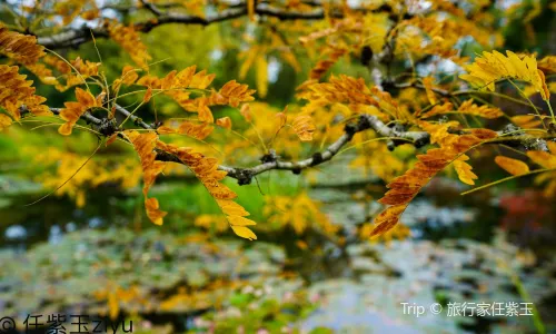 Fundación Monet en Giverny