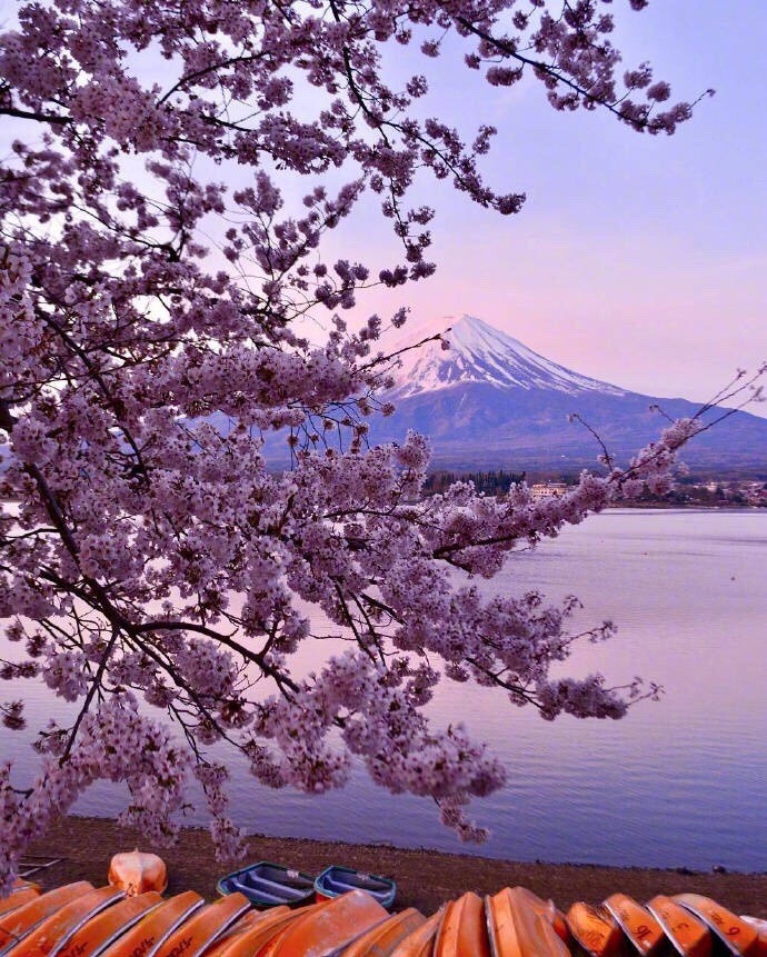 富士山 桜 コルク 静岡県 桜と富士山[10828000616]の写真・イラスト素材｜アマナイメージズ