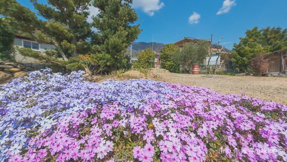 Olive Navi Shodoshima