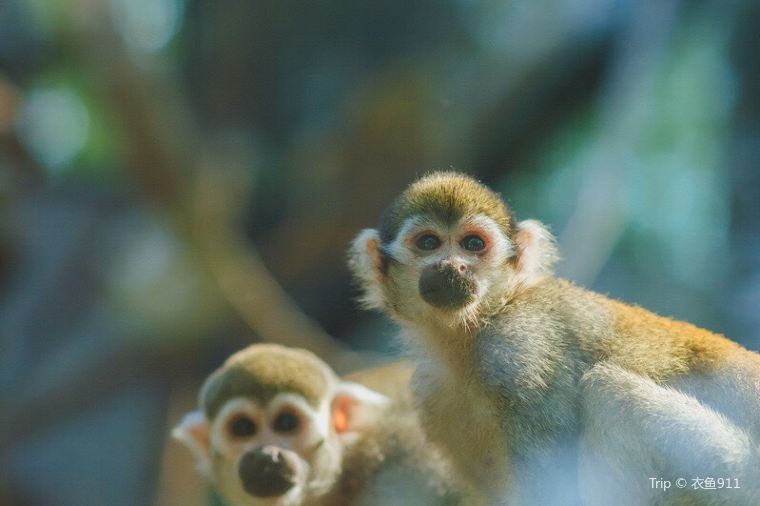 베이징 동물원 예약