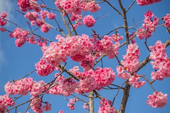 모판산 국립 삼림 공원