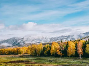 아러타이 자작나무 숲 투어