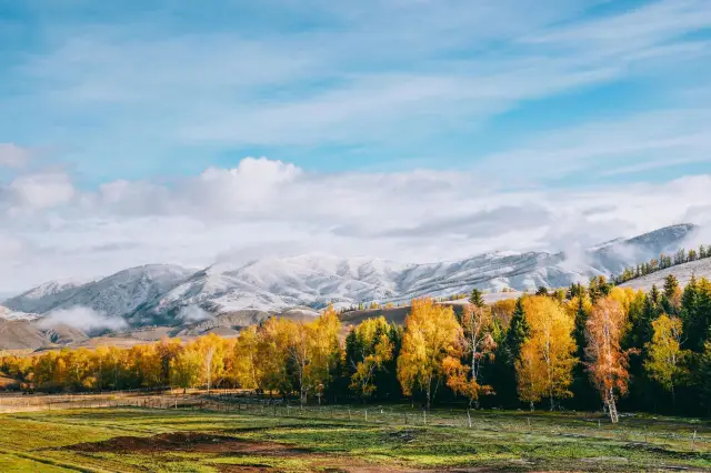 Birch Forest Sightseeing in Altay Prefecture