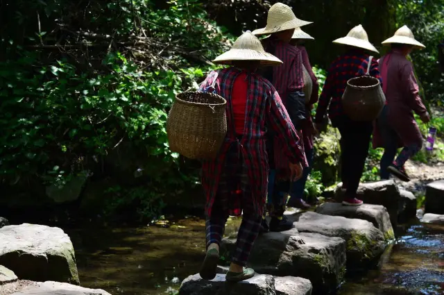 Hangzhou Tea Tasting