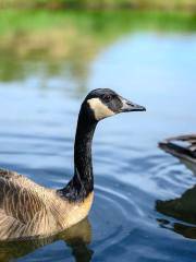 Burnaby Lake