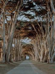 Cypress Tree Tunnel