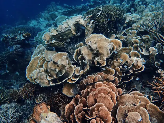 Diving in Coron