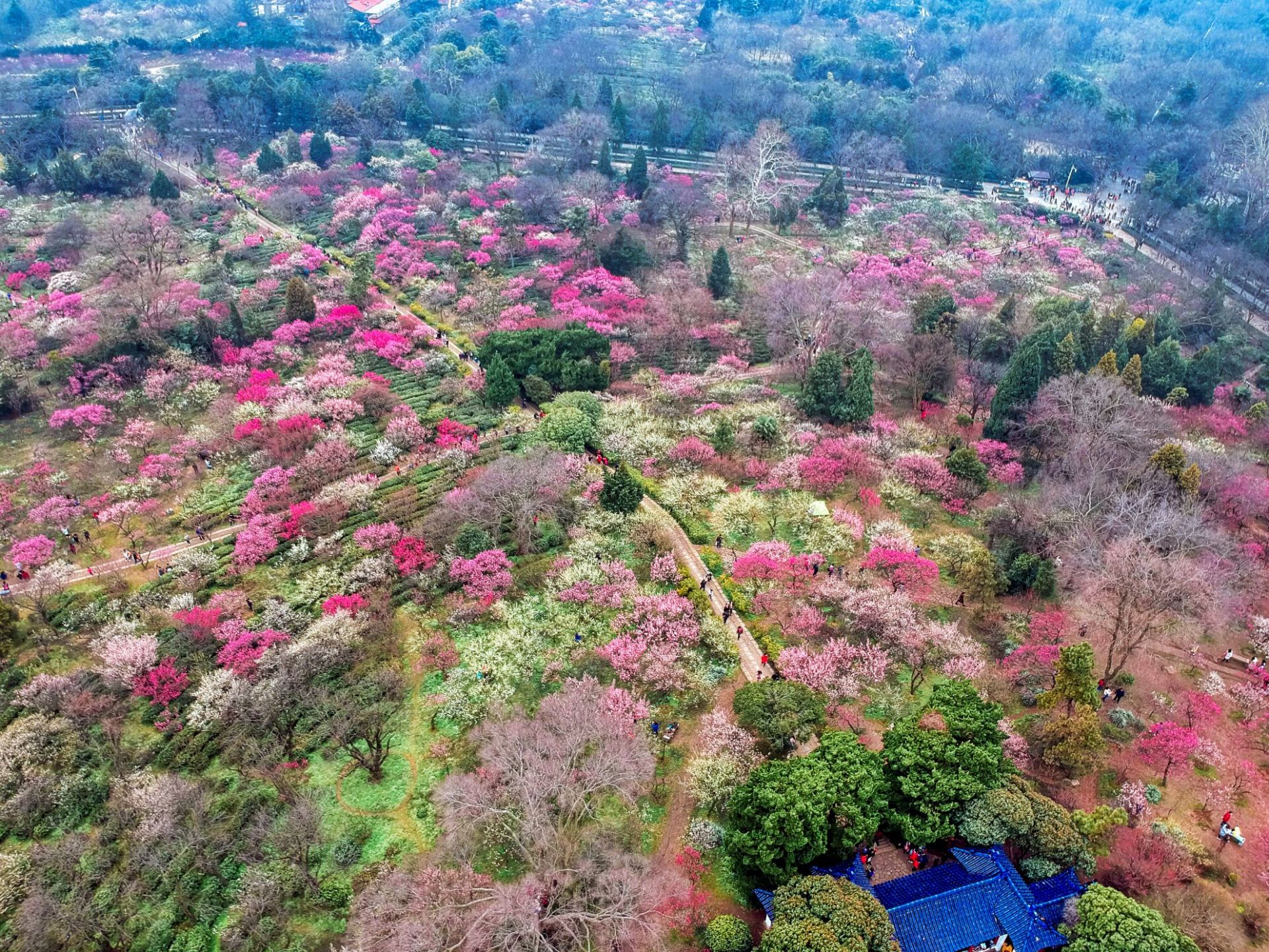 南京賞梅花