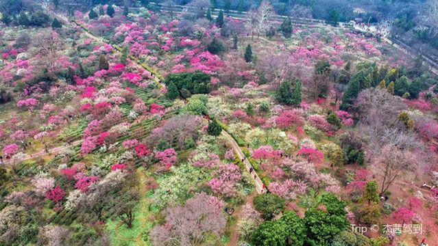 Plum Blossom Viewing in Nanjing
