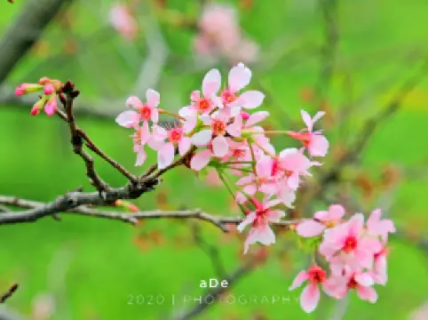 พื้นที่ชุ่มน้ําทะเลจู