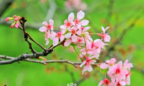 Haizhu Wetland