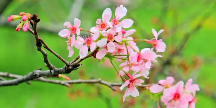 海珠國家濕地公園