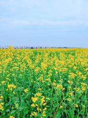 蔡甸消泗の菜の花