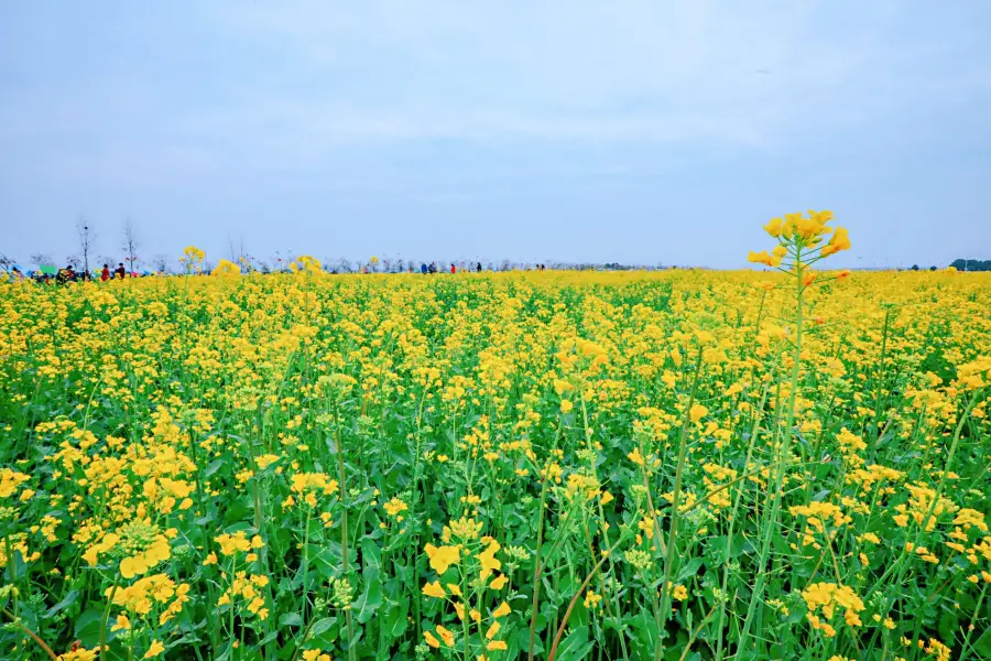 蔡甸消泗油菜花