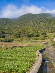 Zhuzihu Alocasia Garden