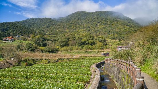 Zhuzihu Alocasia Garden