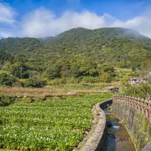 竹子湖海芋園