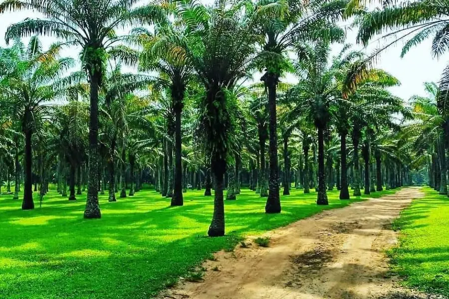 Jardin botanique de Bingerville