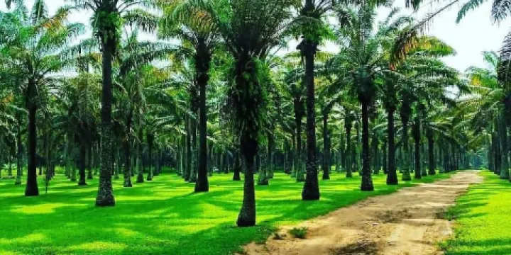 Jardin botanique de Bingerville