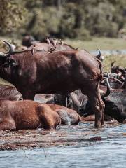 Rwenzori Mountains National Park